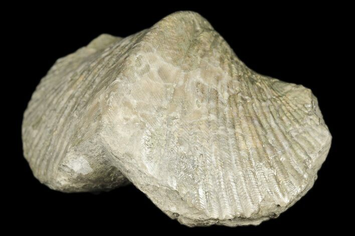 Pyrite Replaced Brachiopod (Paraspirifer) Fossil - Ohio #189171